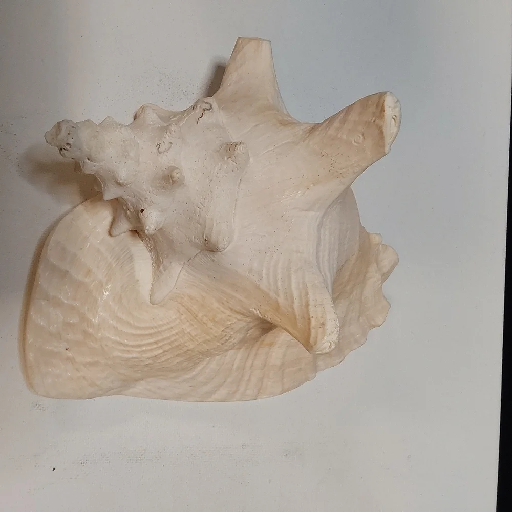 Natural Large Pink QUEEN Conch Shell Seashell Aquarium Beach Decor